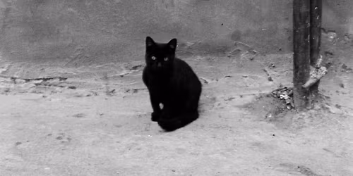 Black Cat Lost