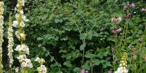 Plantbyte utanf\u00f6r S\u00f6r\u00e5kers Folkets Hus
