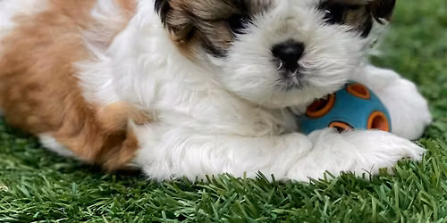 Puppy Yoga