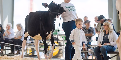 Simcoe County Holstein Show 2026