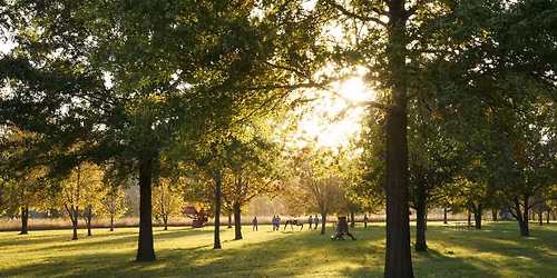 Summer Solstice: A Murmur in the Trees