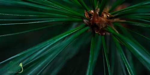 Winter Floral Arranging