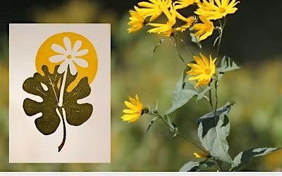 Wildflower Walk & Lino Block Printmaking Workshop