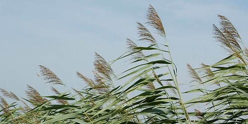 Guelph: Invasive Phragmites BioBlitz Survey