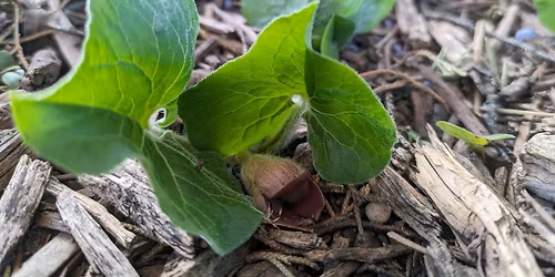 Native Lands - Wild Ginger Class