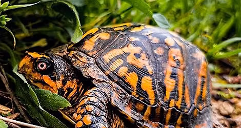 Celebrate World Turtle Day