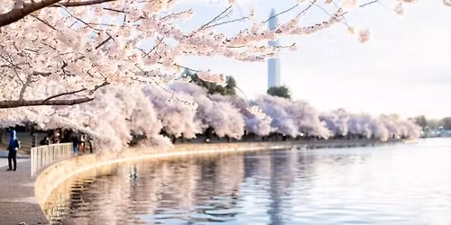 Cherry Blossom Weekend in Washington