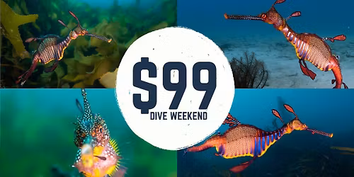 \ud83d\udc09 Weedy Seadragon Edition! $99 Boat Dive Weekend at Eaglehawk Neck with Divemaster Jody