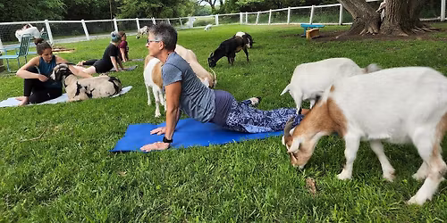 Goat Yoga | Pickrell | 2025