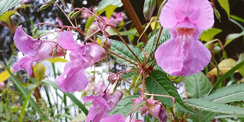 The Big Bury Balsam Bash at Burrs \ud83c\udf33