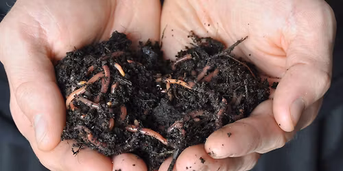 In-Garden Worm Composting