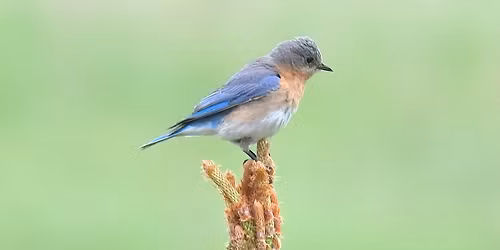 Wander Walloon: Guided Birding Hike