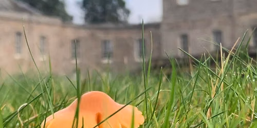 Fungi Foray at Haddo House