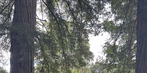 Guided Walk: Forest Bathing