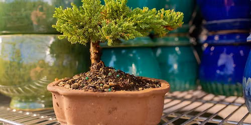Bonsai Class