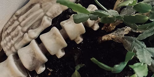 !TELTH\u00c1Z! BONCI - anat\u00f3mia szigorlat sz\u00fcnet n\u00e9lk\u00fcl