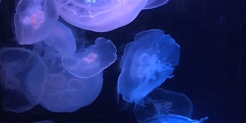 Lets Go to The Adults Only Night at the Aquarium as Couples!