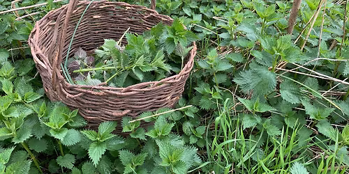 Wildcrafted Medicinals Plant Walk