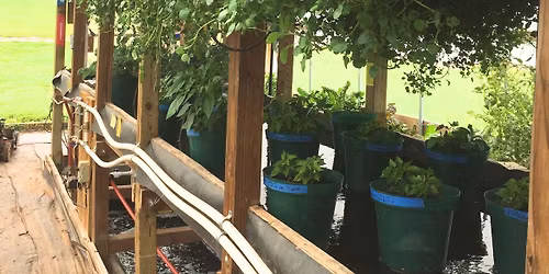 Aquaponic Farming: From Fingerling to Fish Fry - A 7-Month Course