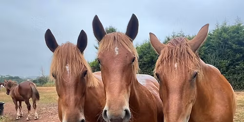 Great Yorkshire Show Ginger Pony Party\ud83c\udf89