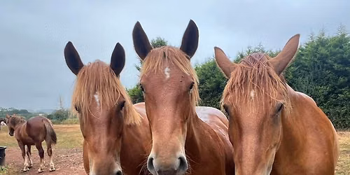Great Yorkshire Show Ginger Pony Party\ud83c\udf89