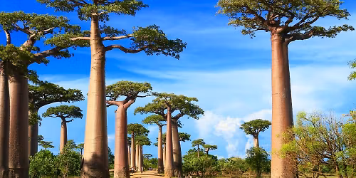 wiLIVE Madagaskar & Afrika