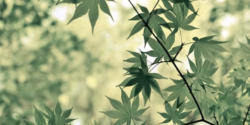 Japanese-Style Pruning - October 31