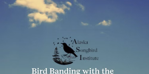 Bird Banding with the Alaska Songbird Institute