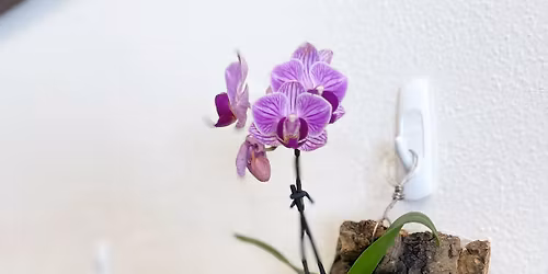 Orchid mounting\/kokedama class