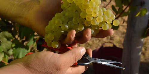 Australia Takes on Burgundy