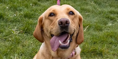 Bark in the Park 2026