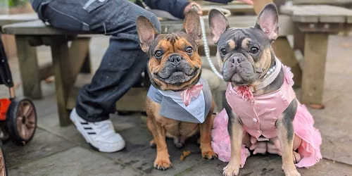 Bournemouth \u2013 Pint Sized Pooches Christmas Tour \ud83c\udf84