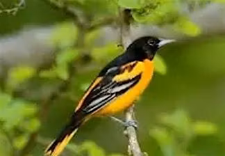 The Power of Birdsong Hike