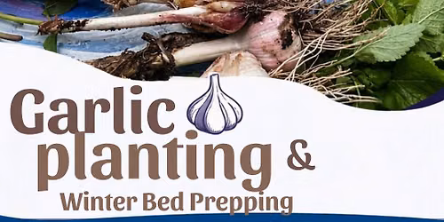\ud83e\uddc4 Planting Garlic & Intentional Love Notes in the Garden