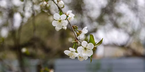 \ud83c\udf38Pavasario garsai\ud83c\udf38Klasikin\u0117s muzikos koncertas\ud83c\udf38