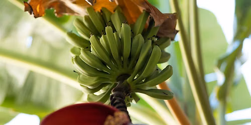 11-10-2026 Bananas and Other Backyard Fruit Part Two