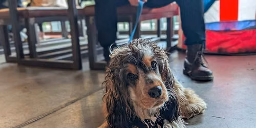  Liverpool - All Paws Pup Up Cafe \u2600\ufe0f