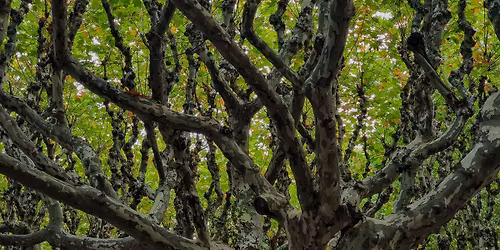 Ateliers de taiji quan décembre 2025