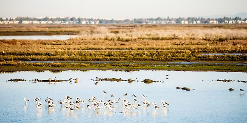 Bair Island Sunset Stroll