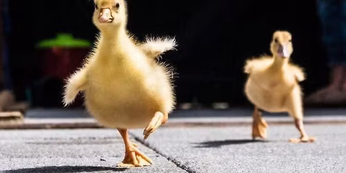 Taylor Veteran's 5K Beer Run