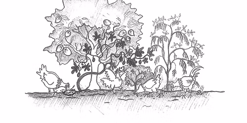 Permaculture Plant Nursery