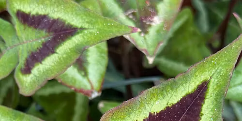 St John\u2019s House plant sale