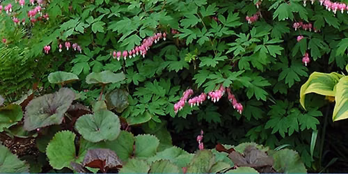 Plants for the Shade Garden