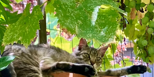 Thanksgiving Week in Florence Italy 2025