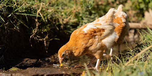 Celebration of Chicken | 12 June