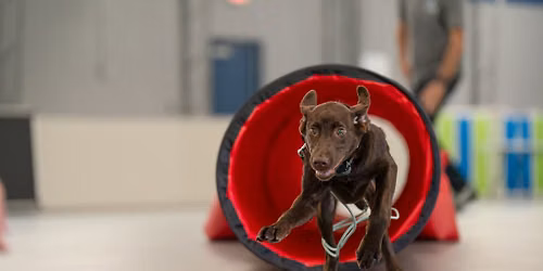 FUN  AGILITY CLASS SERIES!