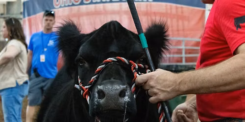 Ronald McDonald House Celebrity Steer Show