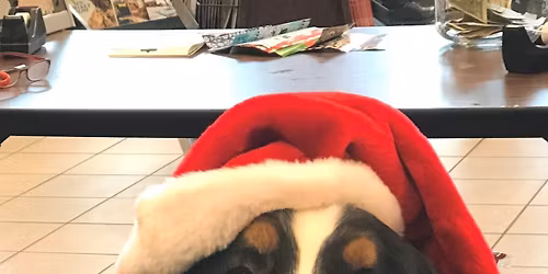 Lone Star Bernese Mountain Dog Rescue Wrapping