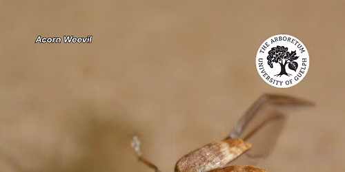 Ontario Insects