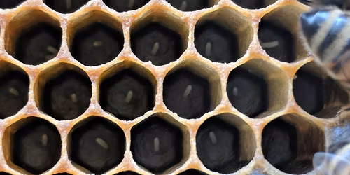 November Meeting - Saline County Beekeepers Association 